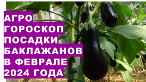 Агрогороскоп посадки баклажанов в феврале 2024Agrohoroscope for planting eggplants for February 2024