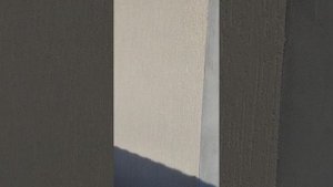 короед дождик