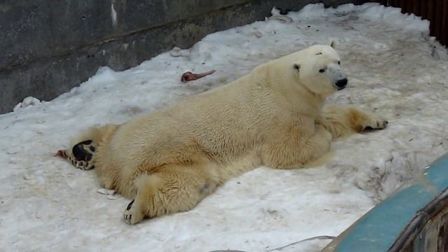 Белый медведь смешно лежит смотреть онлайн