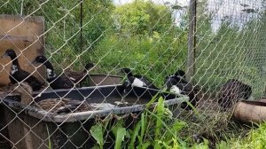 жизнь уток 13 #duck #villagelife #утки бегунки