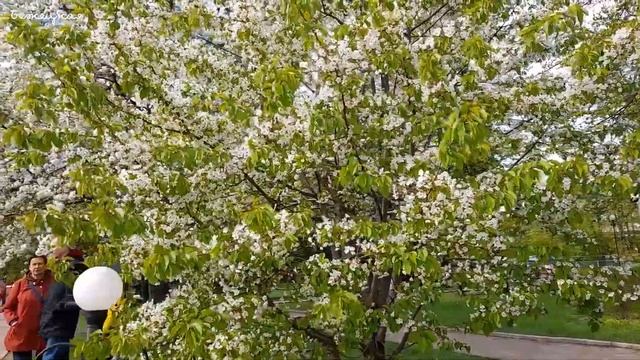Зацвела сакура в Екатерининском парке. Прогулка в удовольствие