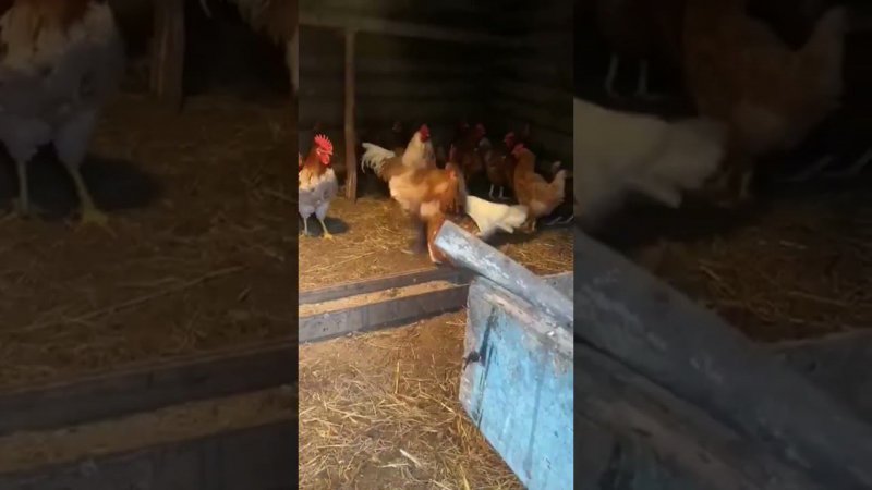 Курино-петушиный бой. Выяснение, кто в курятнике хозяин #мастерhouse #chickens