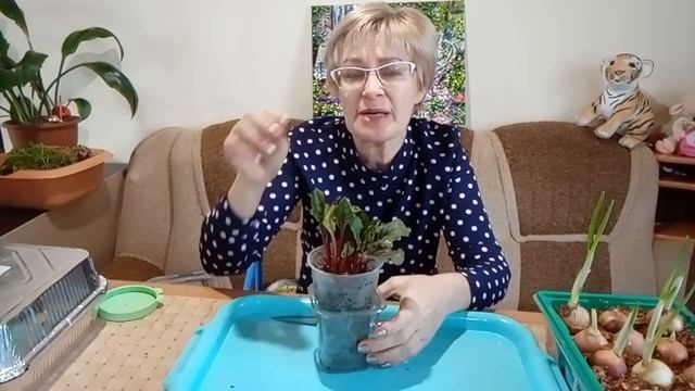 Выращиваем зелень дома