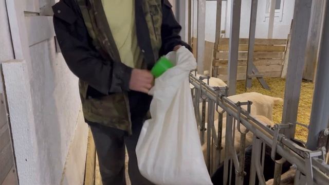 кормление беременных коз комбикормом, демонстрация работы хэдлоков, дойка и кормление козочки.