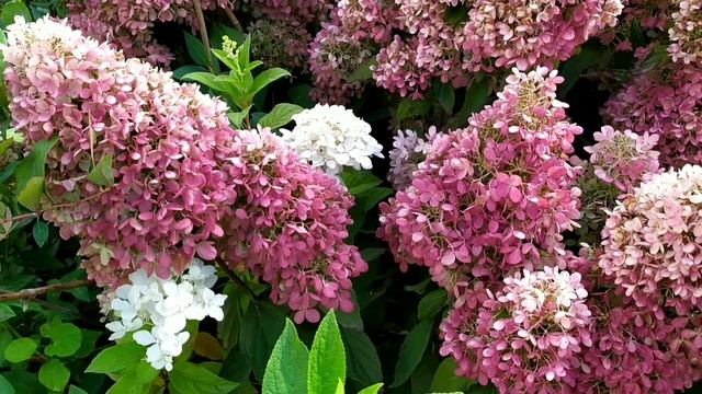 Обзор гортензия метельчатая меджикал свит самер смотреть онлайн