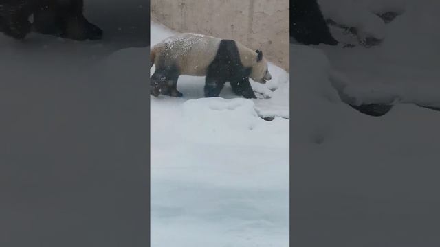 Панда. Московский зоопарк. 🐼