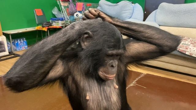 Дан Запашный и новости сегодня | Шимпанзе Боня взяла резинку для волос
