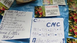 Как покупать где проверенную  Рассаду для Подмосковья Одинцово продаю рассаду