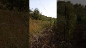 Рислинг, Каберне Нуар, Диамант, Каберне Юра, боярышник