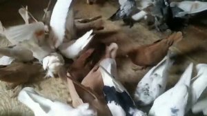 Нужно ли обрабатывать корм голубям медным купоросом?