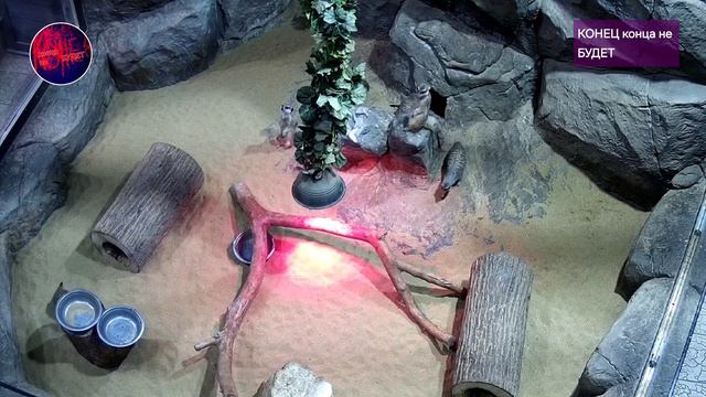 Сурикаты. смотреть онлайн