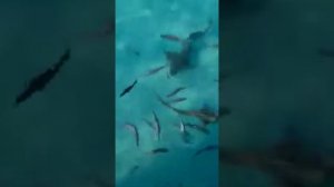 Акулы и средиземное море