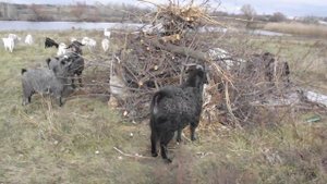 Придонские козы едят ветки после обрезки деревьев.