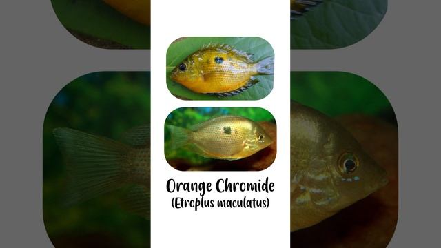 3 Species of Etroplus Genus Cichlids | Cichlidae Family