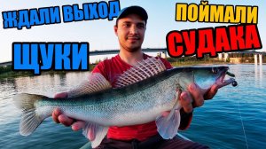 Поймали судака.  Ловля судака в Новосибирске...