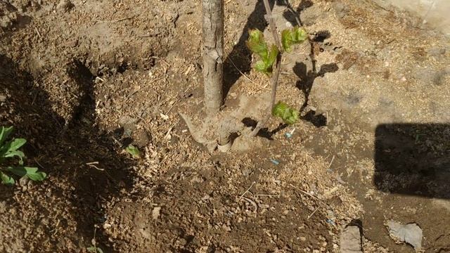 Формирование штамба винограда на второй год