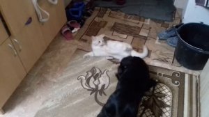 Рыжий кот дерется с собакой