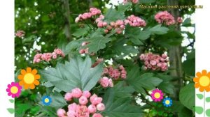 Боярышник морденский Тоба. Краткий обзор, описание характеристик crataegus mordenensis Toba