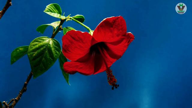 Beautiful Flowers Awesome Timelapse || Hibiscus, Roses, Cactus, Gazania смотреть онлайн