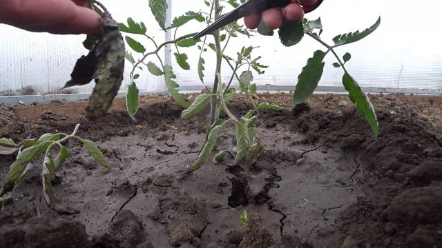 Обрезка пасынков на помидорах подвязка восьмеркой и кольцом. смотреть онлайн