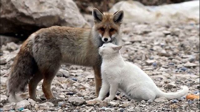 Ванская кошка и лиса из Турции  История удивительной дружбы