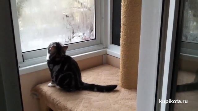 Американская короткошерстная - породы кошек