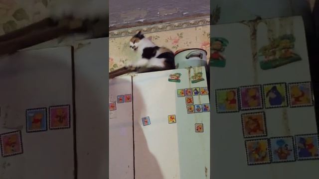 Бешеная кошка бросается на вешалку смотреть онлайн