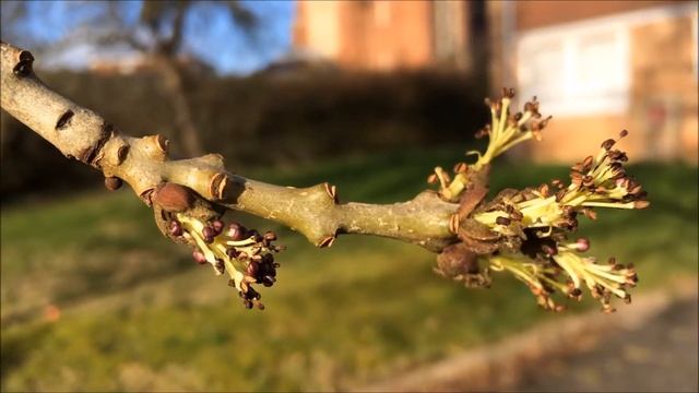 Narrow Leaved Ash (Fraxinus angustifolia) - branches & flowers - February 2018 смотреть онлайн