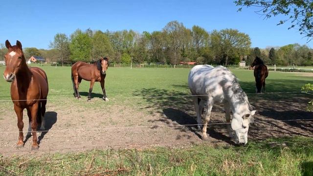 ВИДЕО ПРО ЛОШАДЕЙ ИНТЕРЕСНЫЕ ПОРОДЫ ЛОШАДЕЙ смотреть онлайн