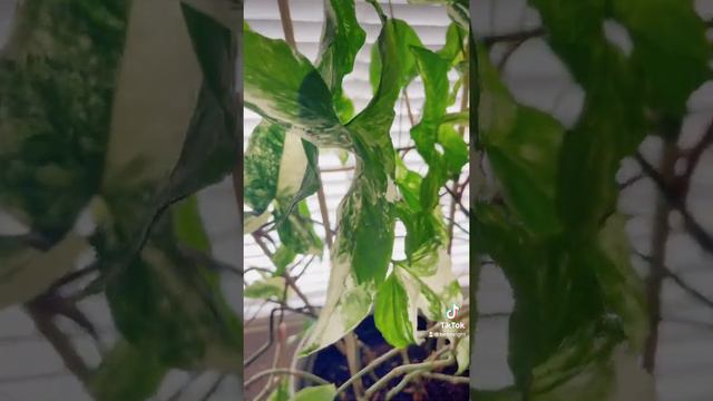 💞🍃My Syngonium Albo Variegata🍃💞