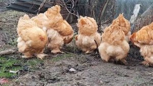 кохинхин палевый