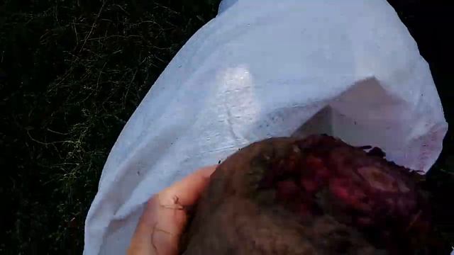 Яйца, фасоль, свекла. Собираю урожай. смотреть онлайн