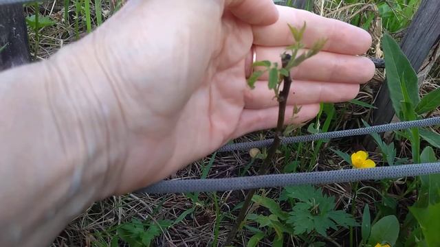 Грецкий орех. 11.06.20 смотреть онлайн