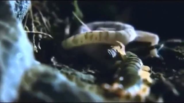 ТАРАНТУЛ В ДЕЛЕ! На что способен ТАРАНТУЛ против скорпиона, сколопендры и даже змеи! смотреть онлайн