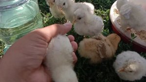 Почему у меня не растут цыплята?