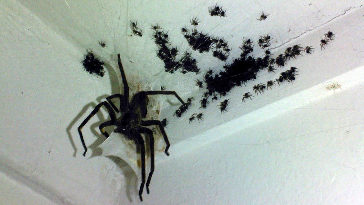 разновидности домашних пауков фото