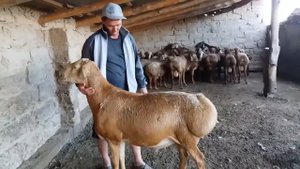 Гисарские овцы на продажу находится по адресу Жамбылской области г.Шу село Мойынкум
