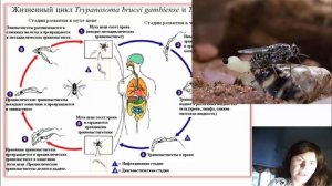 Жизненный цикл трипаносомы. Сонная болезнь. Переносчик муха Цеце. Трипаносомоз.