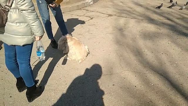 НАБЕРЕЖНАЯ ФЕОДОСИИ. КРЫМ. 14 и 15 марта 2021. смотреть онлайн