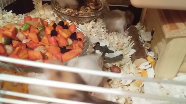 Сирийские хомячки в 16 дней