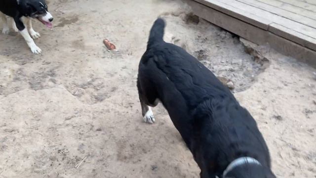 Стрелка-Сатара и Донна Роза от Барыня*Пельмень.5 мес.БУЛЬДОЗЕР,ТОПАЗлинии.САО/алабай.РКФ+7915778778 смотреть онлайн