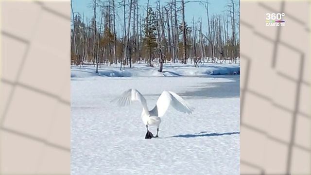 В Костомукшу прилетели лебеди смотреть онлайн