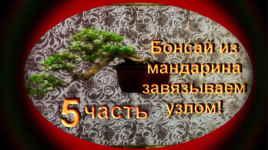 5.Бонсай завязанный узлом. Пересадка,обрезка 5 часть.