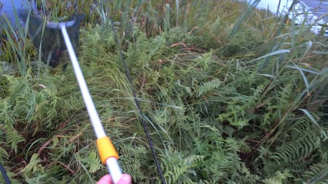 Как мы с зятем за линём ходили. Ловля  линя на поплавок.Tench fishing.