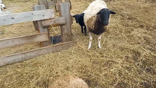 Дорпер Кросс, ПРОДАЖА ОВЦЕМАТОК WhatsApp +79205557591 смотреть онлайн