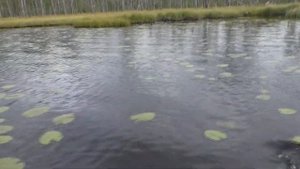 Рыбалка на самоловки и кружки. Ламбушка в Карелии.