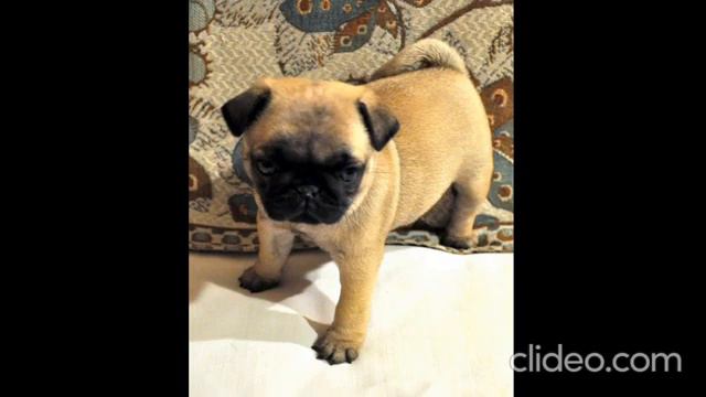 Мои любимые мопсы смотреть онлайн