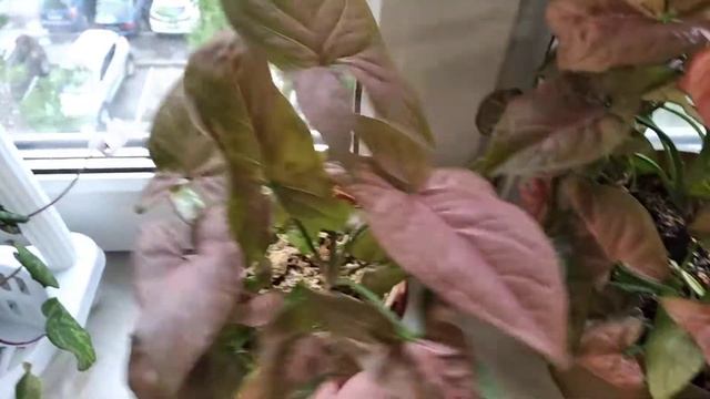 Сингониумы. Красненькие. смотреть онлайн