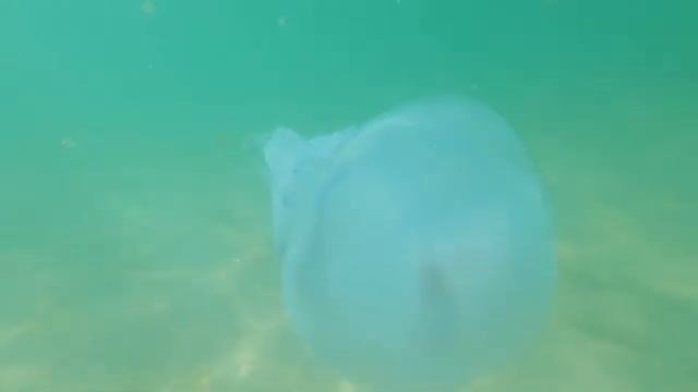 Подводное царство, видео релакс для крепкого сна, антистресс, slowmotion смотреть онлайн