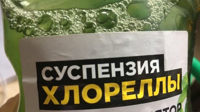 Оригинальный способ укоренения черенков